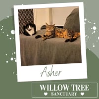 Photo of Asher