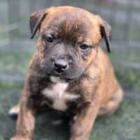 Photo of Snickers