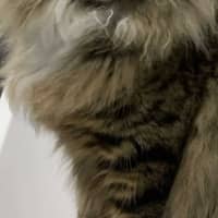 Photo of Nala Queen Of The Jungle