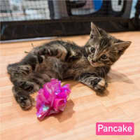 Photo of Pancake 