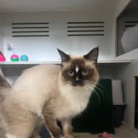 Photo of Neapolitan  Meet Me At Petstock Birkenhead Point