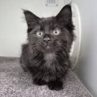 Photo of Black Beauty