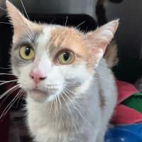 Photo of Willow