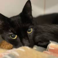 Photo of Jinx