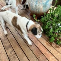 Photo of Coriolanus Snow Peggotty