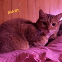 Photo of Sandy