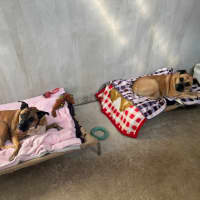 Photo of Tiger & Buster