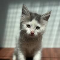 Photo of Clover