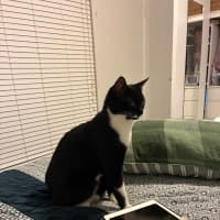 Photo of Baloo