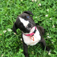 Photo of Staffy Pups