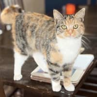Photo of Foxtrot