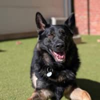 Photo of Boris
