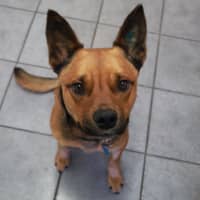 Photo of Scooter