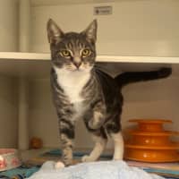 Photo of Silly Goose