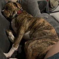 Photo of Buster