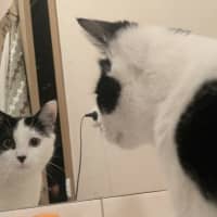 Photo of Lentil