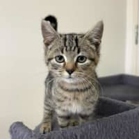 Photo of Chimichurri