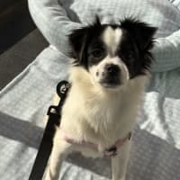 Photo of Pookie