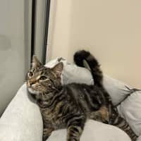 Photo of Kai   Located In Ashburton