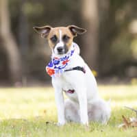 Photo of Ducky