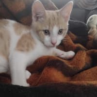 Photo of Biscoff Was Ginger