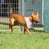 Photo of Nova