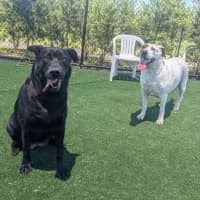 Photo of Chilli Imp 2794