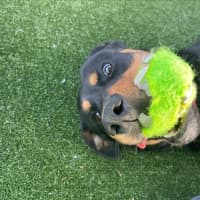 Photo of Roxy Imp 1353