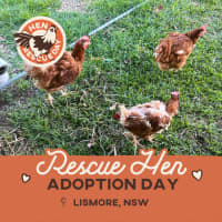 Photo of Adoption Day | Lismore, Nsw | Rescue Hens