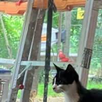 Photo of Domino *9 Lives Project Rescue*