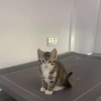 Photo of Pepper
