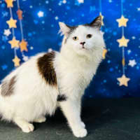 Photo of Bandit  Located In Preston