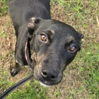 Photo of Kermit The Frog