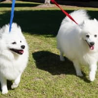 Photo of Lexie And Tudor