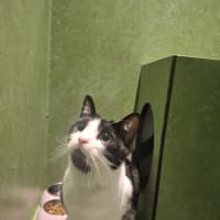 Photo of Shadow