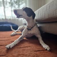 Photo of Bessie, The Greyhound