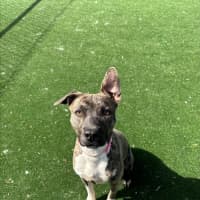 Photo of Buffy Imp 1869