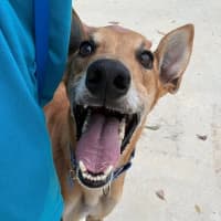 Photo of Danger Mouse The Greyhound