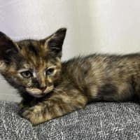 Photo of Stella