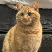 Photo of Mango