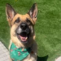 Photo of Momo