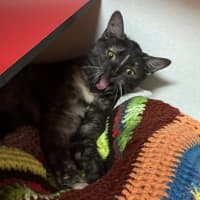 Photo of Tinkabell