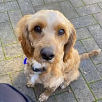 Photo of James   1 Year Old Cavoodle (Trial)