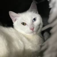 Photo of Millie