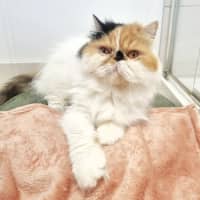 Photo of 🎩Liza Meownelli🎩