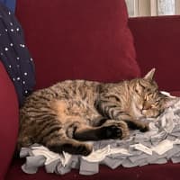 Photo of Dixie