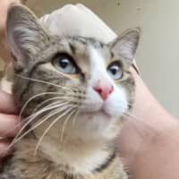 Photo of Sombrero