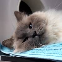 Photo of Claudi Sua014244