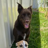 Photo of Layla   13 Week Old Fox Terrier X Kelpie (Trial)