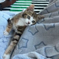 Photo of Peaches